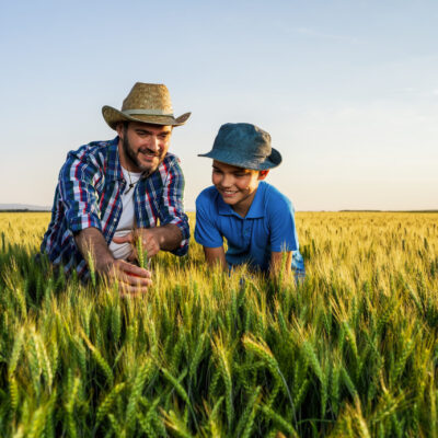 Agriculture Father and son are standing in their growing wheat field. Father is teaching his successor about agriculture.